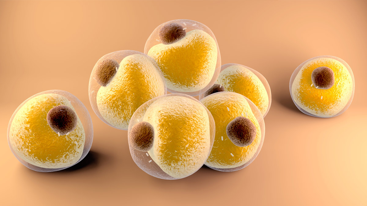 How Thermogenesis Supports Healthy Weight Management